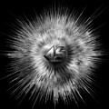 A-Synchronous Ethereal Flare Digital Art by Rolando Burbon A-Synchronous Ethereal Flare Digital Art by Rolando Burbon