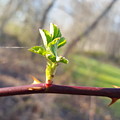 A Thread and a Thorn Photograph by Dani McEvoy A Thread and a Thorn Photograph by Dani McEvoy