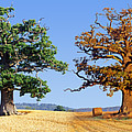 A tree for all Seasons Photograph by Warren Photographic
