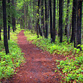 A walk in the Forest Photograph by Bill Cubitt A walk in the Forest Photograph by Bill Cubitt