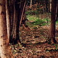A Walk in the Forest Photograph by Gwen Gibson A Walk in the Forest Photograph by Gwen Gibson