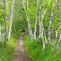 A Walk in the Woods Photograph by Holly Ross A Walk in the Woods Photograph by Holly Ross