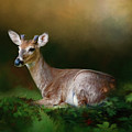 A Young Buck Photograph by Lana Trussell A Young Buck Photograph by Lana Trussell
