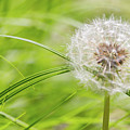 Abstract Grass and Dandelion Photograph by SR Green Abstract Grass and Dandelion Photograph by SR Green