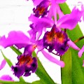 Abstract Iris by Anita Burgermeister Abstract Iris by Anita Burgermeister