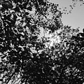 Abstract Leaves Sun Sky Photograph by Chriss Pagani Abstract Leaves Sun Sky Photograph by Chriss Pagani