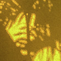 Abstract Palm Photograph by David Letts Abstract Palm Photograph by David Letts