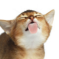 Abyssinian Kitten Licking screen Photograph by Sergey Taran Abyssinian Kitten Licking screen Photograph by Sergey Taran