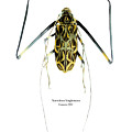 Acrocinus II by Geronimo Martin Alonso Acrocinus II by Geronimo Martin Alonso