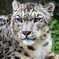 Adult snow leopard portrait Photograph by Jane Rix Adult snow leopard portrait Photograph by Jane Rix