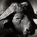 African Buffalo Bull Close-up by Johan Swanepoel African Buffalo Bull Close-up by Johan Swanepoel