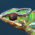 African Chameleon Photograph by Richard Goldman African Chameleon Photograph by Richard Goldman