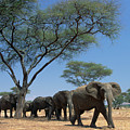 African Elephant Loxodonta Africana Photograph by Gerry Ellis African Elephant Loxodonta Africana Photograph by Gerry Ellis