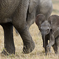 African Elephant Mother And Under 3 Photograph by Suzi Eszterhas African Elephant Mother And Under 3 Photograph by Suzi Eszterhas