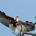 African Fish Eagle Photograph by Ted Keller African Fish Eagle Photograph by Ted Keller