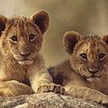 African Lion Cubs Resting On A Rock by Tim Fitzharris African Lion Cubs Resting On A Rock by Tim Fitzharris