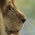 African Lion Panthera Leo Male Portrait Photograph by Zssd African Lion Panthera Leo Male Portrait Photograph by Zssd