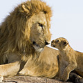 African Lion Panthera Leo Seven Photograph by Suzi Eszterhas African Lion Panthera Leo Seven Photograph by Suzi Eszterhas