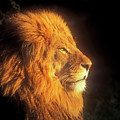African Lion Profile in Golden Light Photograph by Mark Miller African Lion Profile in Golden Light Photograph by Mark Miller