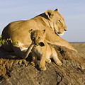 African Lion With Mother's Tail by Suzi Eszterhas African Lion With Mother's Tail by Suzi Eszterhas