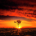 African Sunset Photograph by Matt Cohen African Sunset Photograph by Matt Cohen