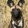 African Wild Dog Okavango Delta Botswana Photograph by Suzi Eszterhas African Wild Dog Okavango Delta Botswana Photograph by Suzi Eszterhas
