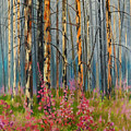 After Forest Fire by E Colin Williams ARCA