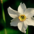 Afternoon of Narcissus Poeticus. Photograph by Elena Perelman Afternoon of Narcissus Poeticus. Photograph by Elena Perelman