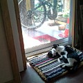 Afternoon Sleeping Photograph by Sukalya Chearanantana Afternoon Sleeping Photograph by Sukalya Chearanantana