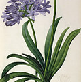 Agapanthus umbrellatus Painting by Pierre Redoute Agapanthus umbrellatus Painting by Pierre Redoute