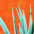 Agave 2 Photograph by Nik West Agave 2 Photograph by Nik West