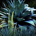 Agave Americana Photograph by Diana Mary Sharpton Agave Americana Photograph by Diana Mary Sharpton
