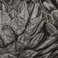Agave Cactus Drawing by Sheila Johns Agave Cactus Drawing by Sheila Johns