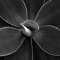 Agave Leaves Detail by Marilyn Hunt Agave Leaves Detail by Marilyn Hunt