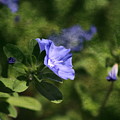 Ageless Beauty in Cornflower Blue by Colleen Cornelius Ageless Beauty in Cornflower Blue by Colleen Cornelius