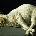 Agnus Dei Painting by Francisco de Zurbaran Agnus Dei Painting by Francisco de Zurbaran