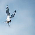 Aha a fish Photograph by Torbjorn Swenelius Aha a fish Photograph by Torbjorn Swenelius