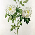 Aime Vibere Painting by Pierre Joseph Redoute Aime Vibere Painting by Pierre Joseph Redoute
