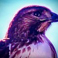 Ak-Chin Red-Tailed Hawk Portrait Photograph by Judy Kennedy Ak-Chin Red-Tailed Hawk Portrait Photograph by Judy Kennedy