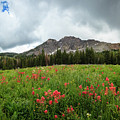 Albion Basin Wildflowers by Gina Gardner