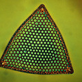 Algae, Diatom, Triceratium Ladus, Lm Photograph by Eric Grave Algae, Diatom, Triceratium Ladus, Lm Photograph by Eric Grave