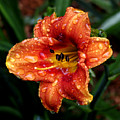 All Wet Lily by Paul Anderson All Wet Lily by Paul Anderson
