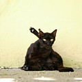 Alley Cat Photograph by Becqi Sherman Alley Cat Photograph by Becqi Sherman