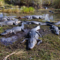 Alligators 280 Photograph by Michael Fryd Alligators 280 Photograph by Michael Fryd