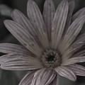 Almost Black And White Pale Pink African Daisy Photograph by Colleen Cornelius Almost Black And White Pale Pink African Daisy Photograph by Colleen Cornelius