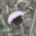 Almost Black And White Pale Purple Thistle Flower Photograph by Colleen Cornelius Almost Black And White Pale Purple Thistle Flower Photograph by Colleen Cornelius