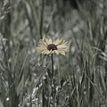 Almost Black and White Yellow Daisy in Field Photograph by Colleen Cornelius Almost Black and White Yellow Daisy in Field Photograph by Colleen Cornelius