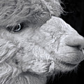 Alpaca by Linsey Williams Alpaca by Linsey Williams