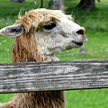 Alpaca Profile Photograph by Linda Stern Alpaca Profile Photograph by Linda Stern