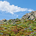 Alpine Rock Garden Photograph by Jeff Goulden Alpine Rock Garden Photograph by Jeff Goulden
